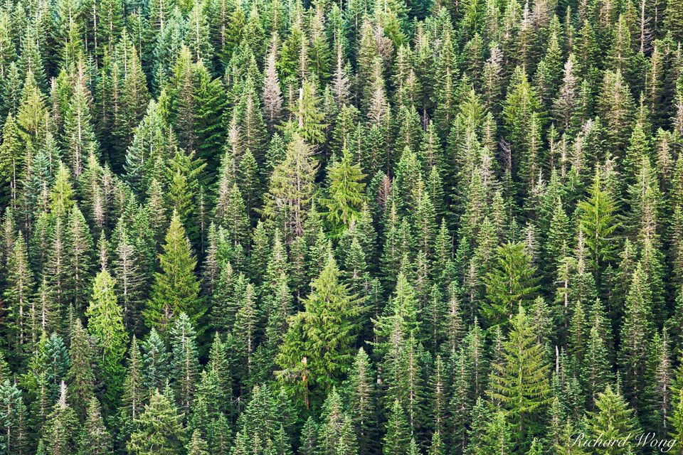 Trees | Mount Hood National Forest, Oregon | Richard Wong Photography