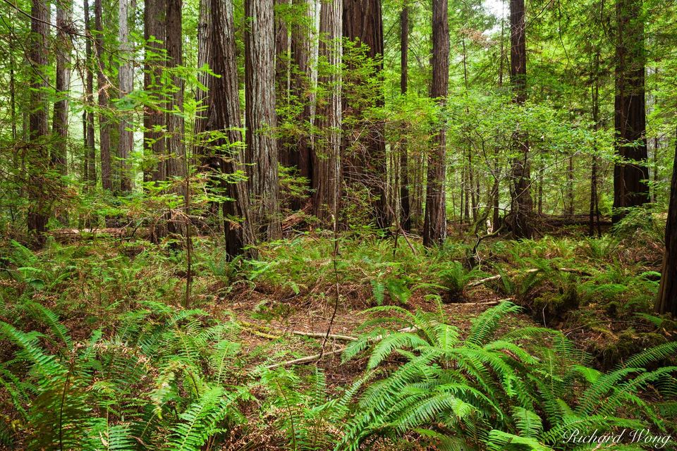 Rockefeller Forest Photo | Richard Wong Photography