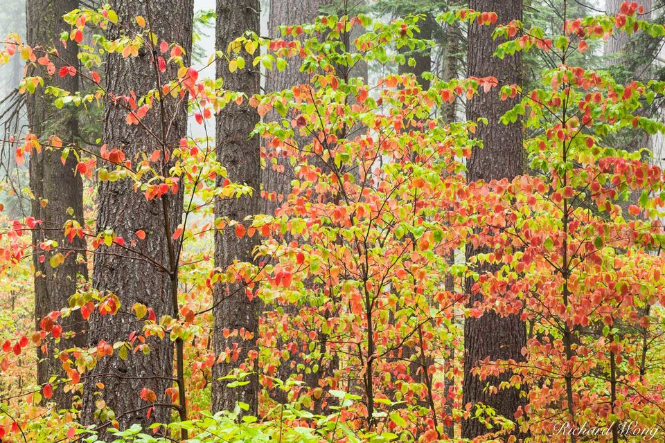 Dogwood in Fall | Calaveras Big Trees State Park, California | Richard