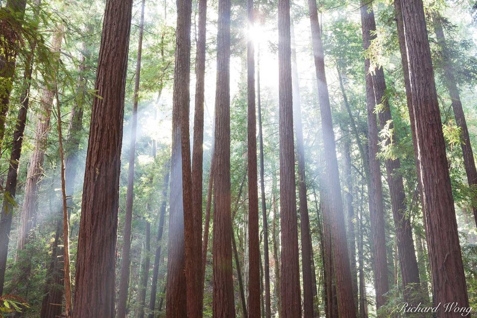 Light In The Forest | Armstrong Redwoods State Natural Reserve ...