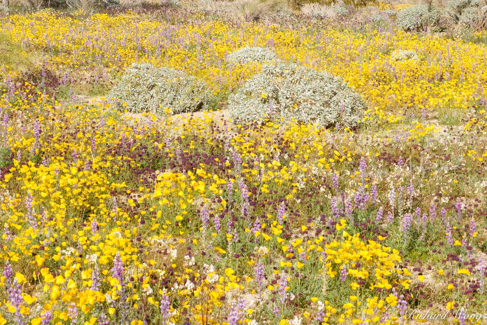 Joshua's Bouquet | Joshua Tree National Park, California | Richard Wong ...