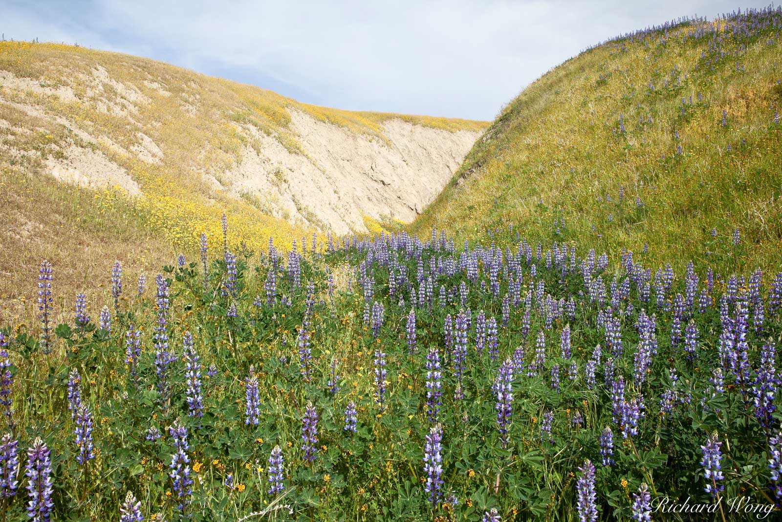 WIND WOLVES LUPINE Fine Art Photography Print