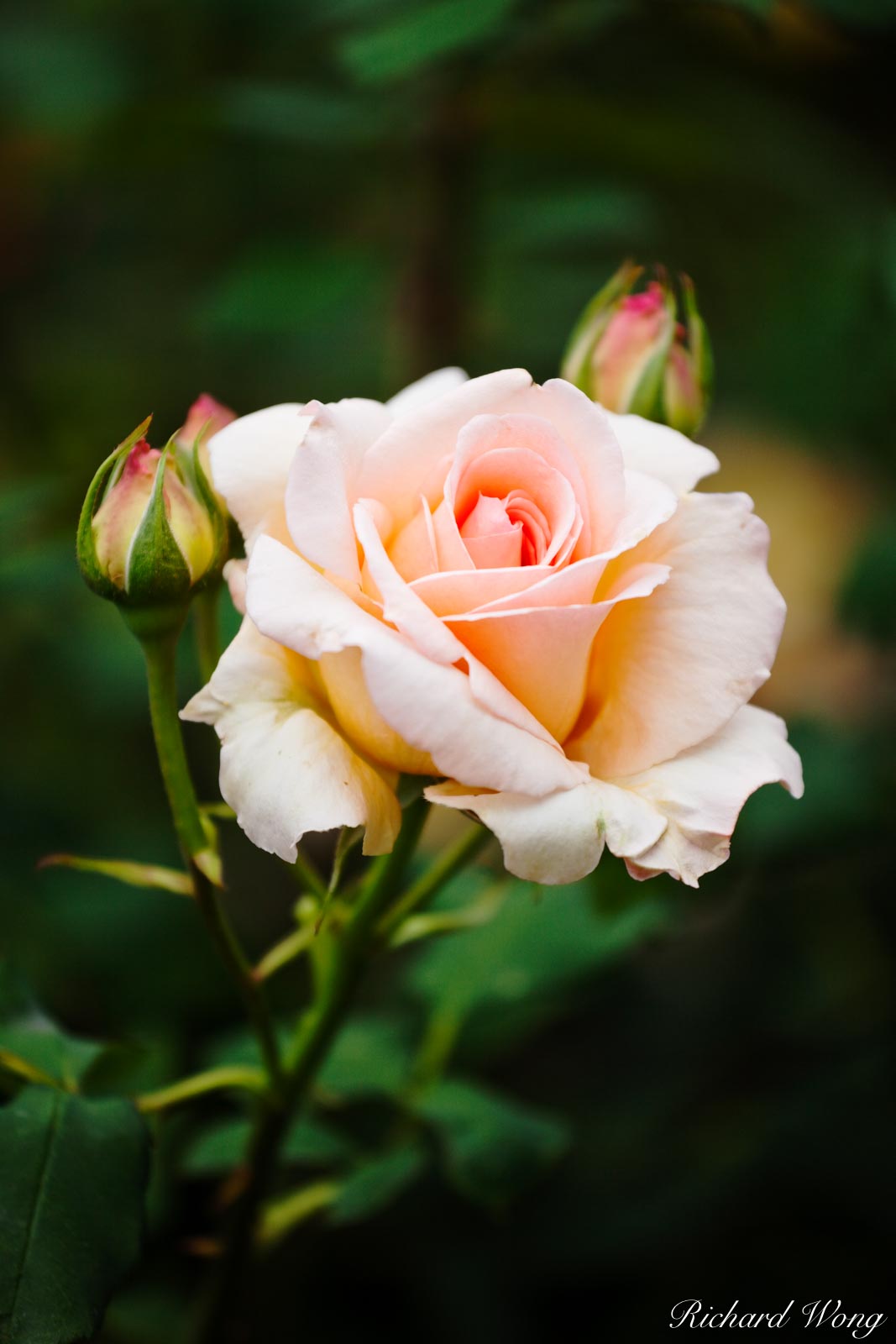 nectar rose