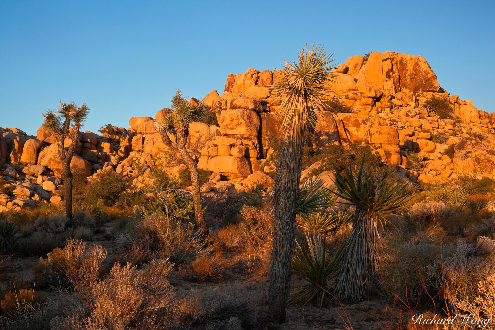 Barker's Trees | Joshua Tree National Park, California | Richard Wong ...