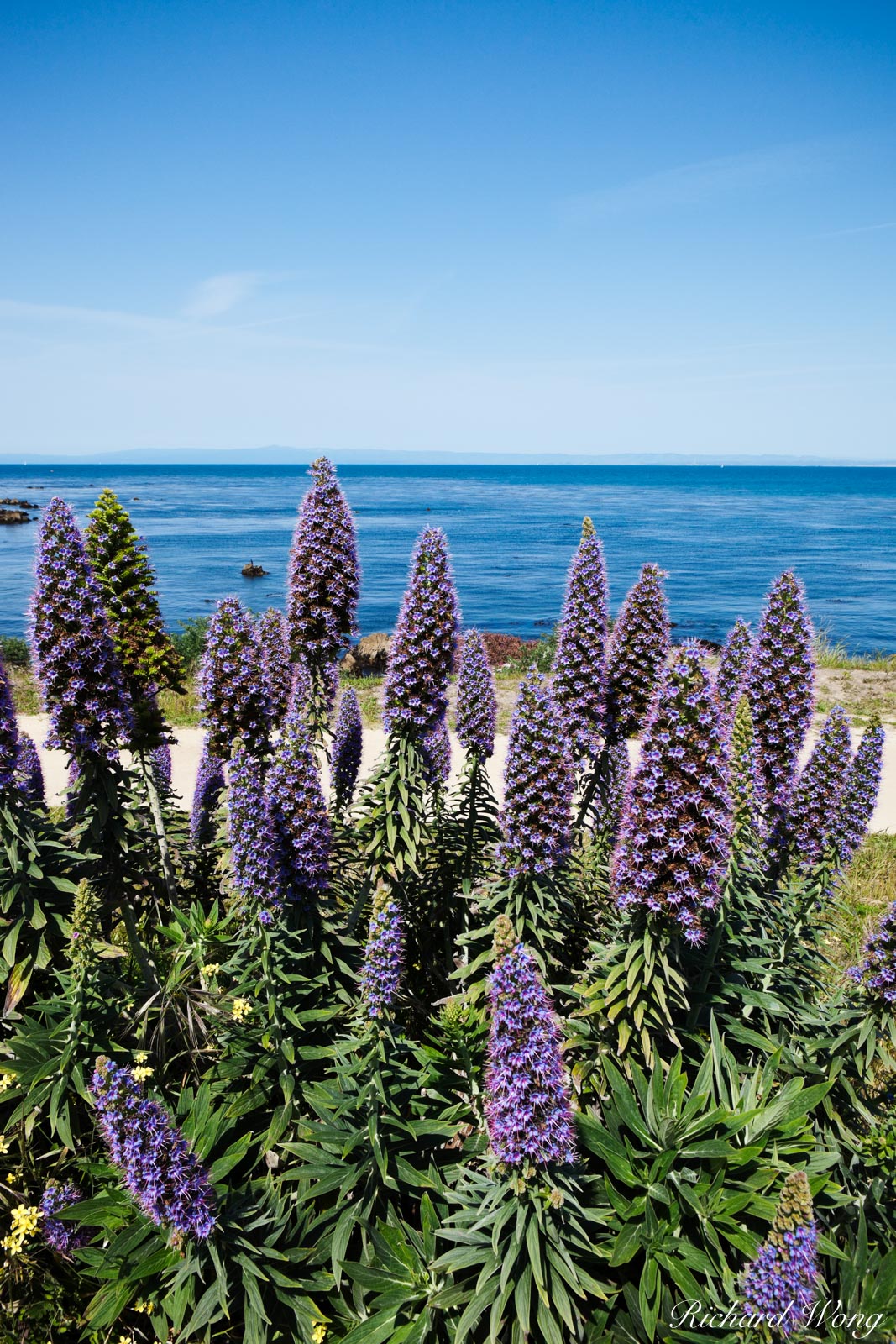 Pride of Madeira Pacific Grove, California Richard