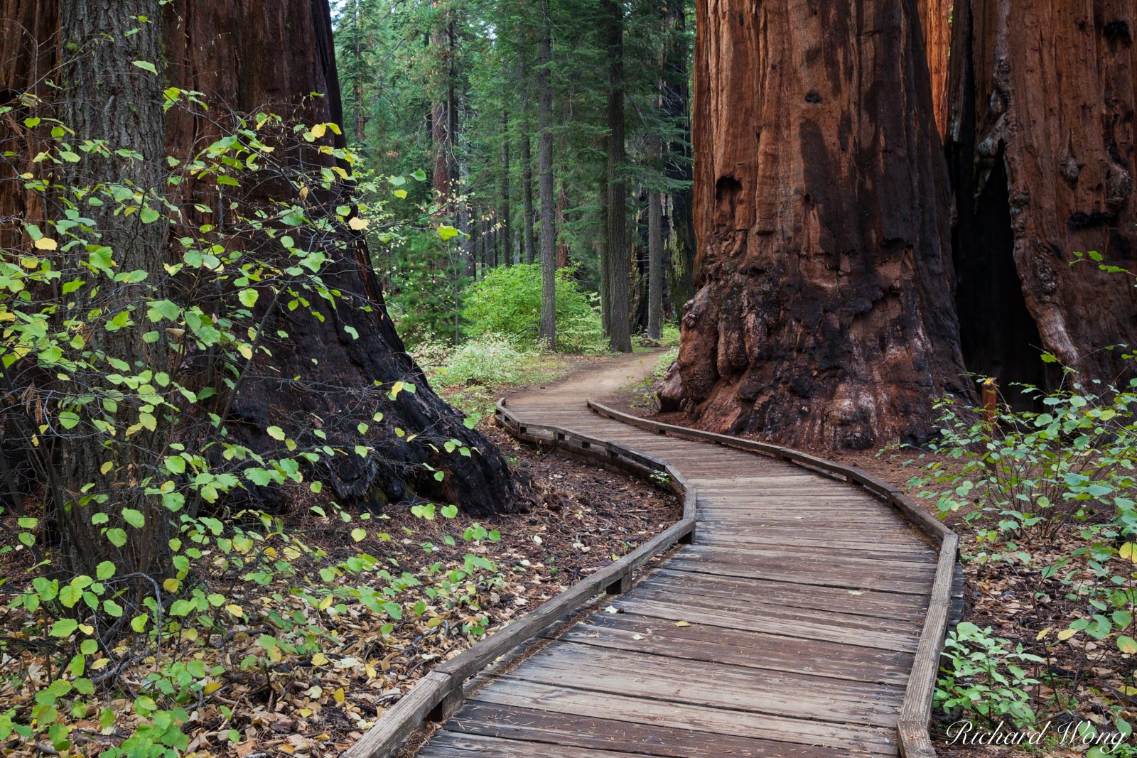 More Than Just Trees: Why State Parks Are Crucial For Us All