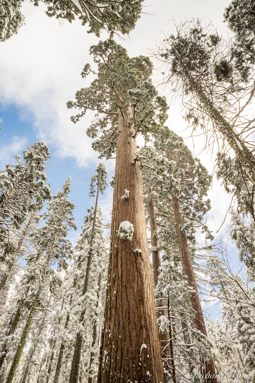 Calaveras Big Trees Winter Photo | Richard Wong Photography